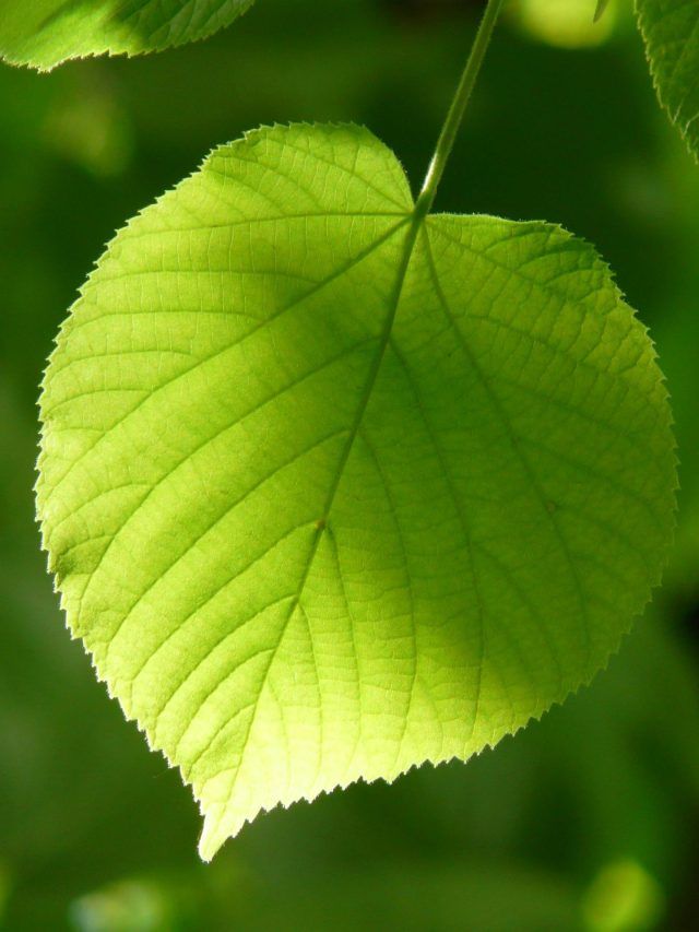 इस पौधे को बोलते हैं सुसाइड प्लांट, छूते ही होने लगती है खुदकुशी की इच्छा!