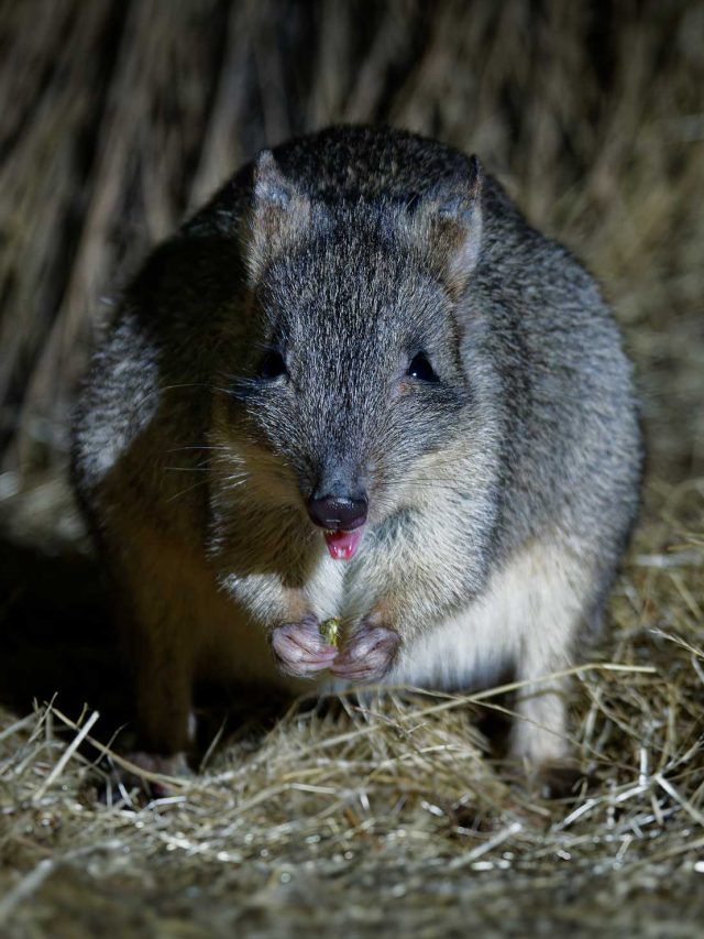 'Lost for 94 years, found, then lost again': Australia’s 'Ghost Kangaroo' has everyone baffled