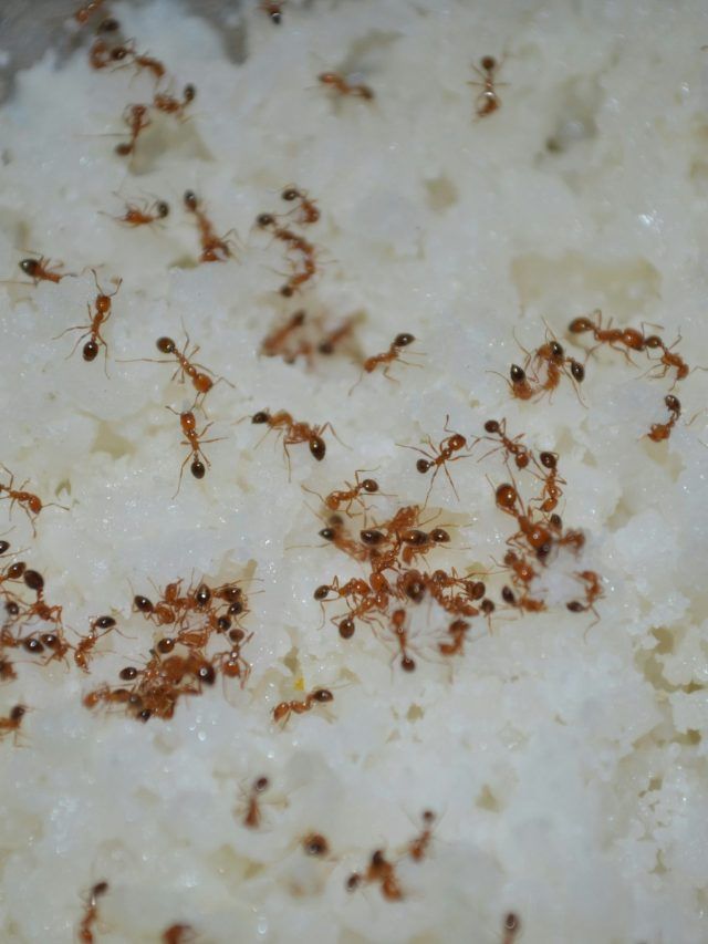 বাড়িতে লাল পিঁপড়ে পিলপিল করছে, কীসের ইঙ্গিত? জেনে সতর্ক হোন