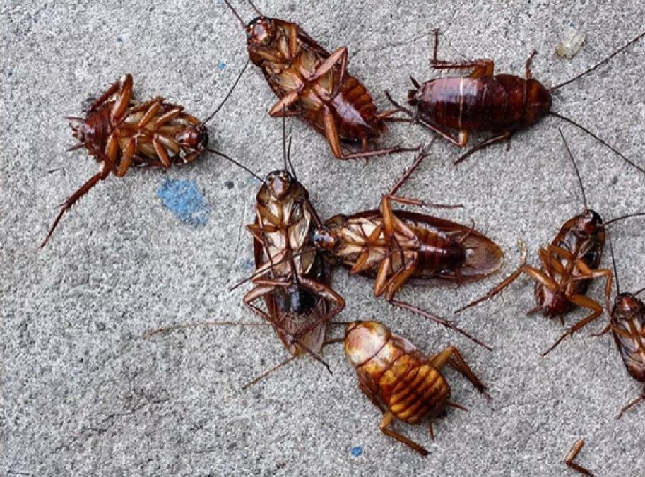 Gozal libosini yechib, kameraga dumbasini korsatdi. Erkaklar hojatxonasida porno suratga olingan