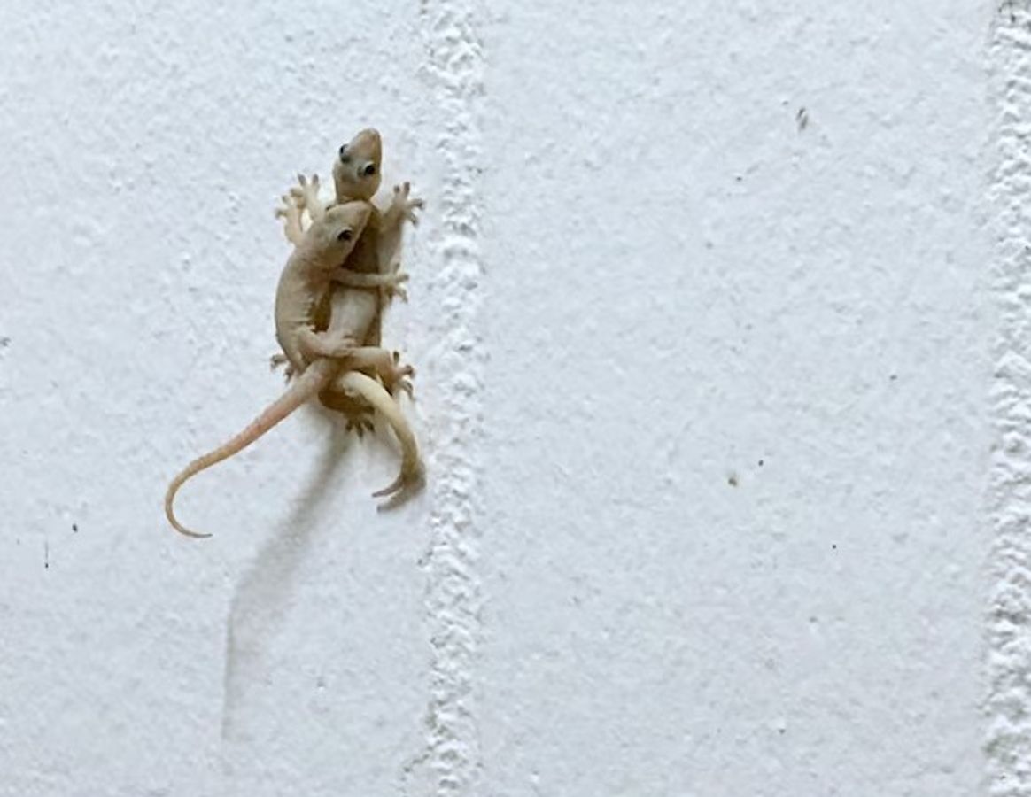 Yuliya Volkova ishtirokidagi porno video Jenna Jameson erotikasi