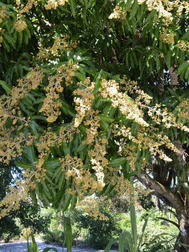Blooming mango treeITG 1744119717102