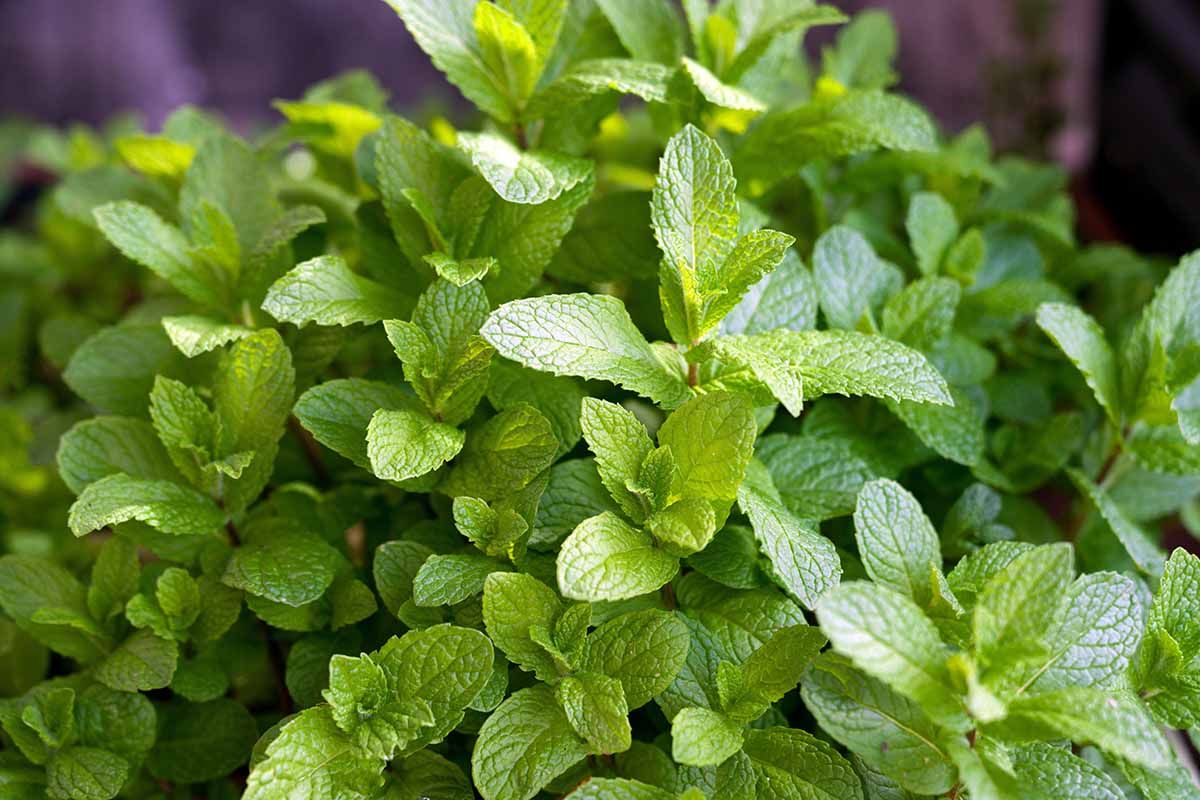 Mint Varieties FeatureITG 1744286463479