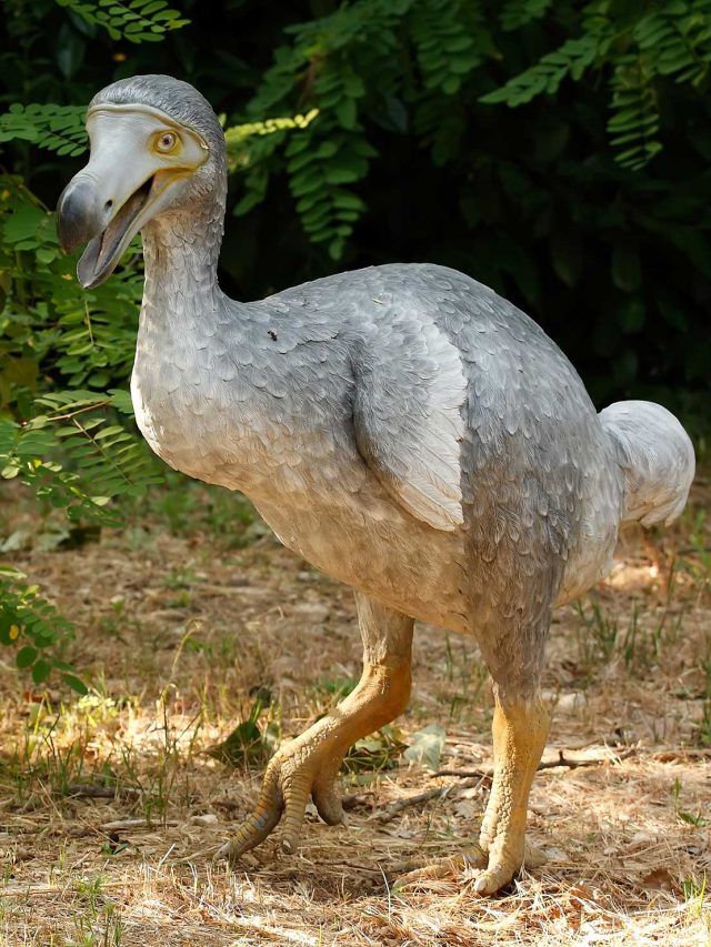 'They’re hatching a Dodo': Inside the wild plan to reverse 300 years of extinction