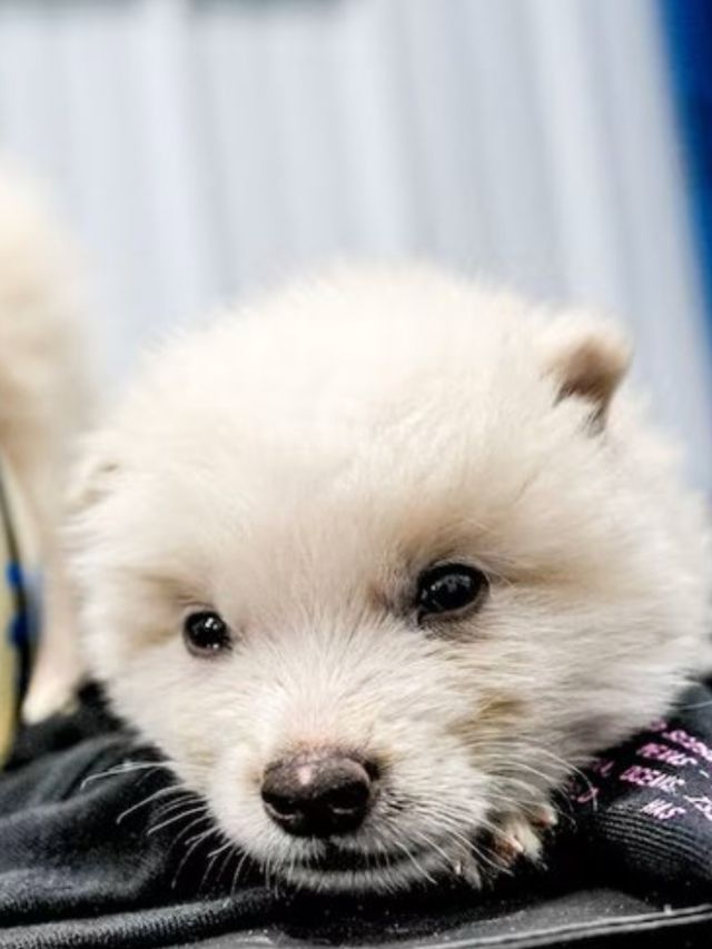 'Lab-created predators': Why real-life dire wolves could be a ticking time bomb