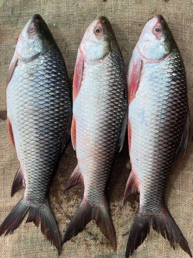 টাটকা মাছ চিনুন এইভাবে, মাছওয়ালার ৫ টিপসে ঠকবেন না