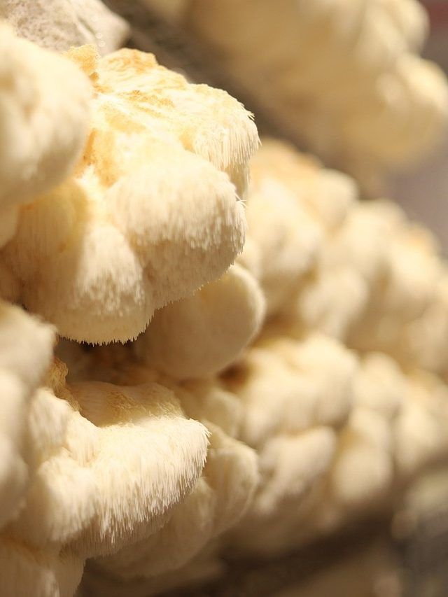 बाजार में आने वाली हैं मशरूम से बनी ईंटें? जानिए कैसे होंगी तैयार