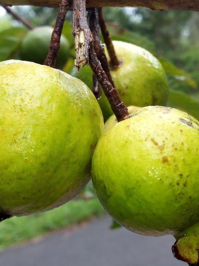 बिना काटे-चखे ऐसे कीड़े वाले अमरूद की होगी पहचान, मिठास का भी चलेगा पता