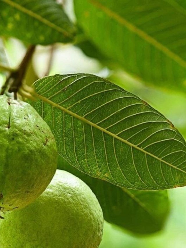 डायबिटीज के मरीज ऐसे खाएं अमरूद के पत्ते, शुगर लेवल को करता है कंट्रोल