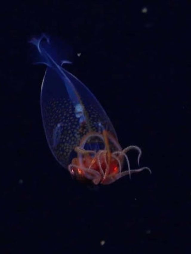 'Glasslike predator found': South Atlantic mission captures living sea legend