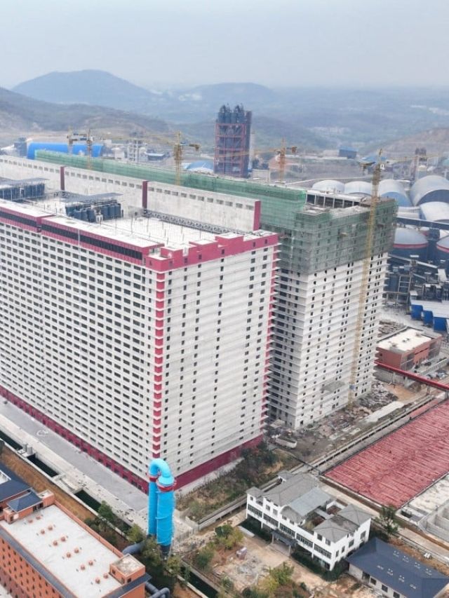 '24 floors of pigs': China has built a skyscraper that feeds an entire nation