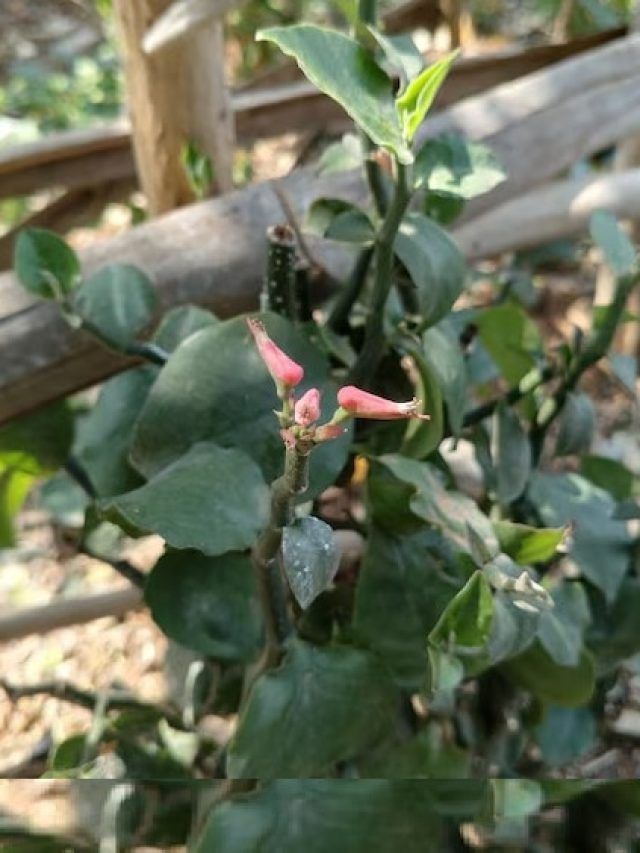 घर में लगा लें ये पौधा, दूर रहेंगे सांप, जानें लगाने का तरीका