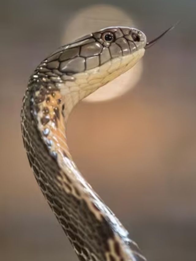 বাড়িতে সাপ আসে আপনার এই ৩ ভুলেই