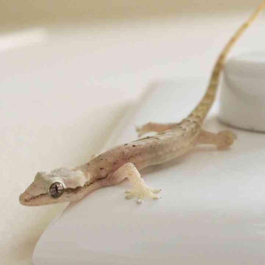 Xola va jiyanlar bilan rus porno Ayollar mast holda uxlashadi