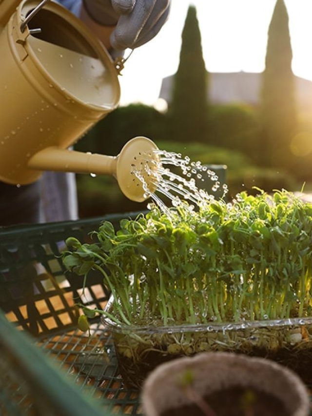 ‘The urban income secret’: Turn your balcony into a ₹5 lakh farm