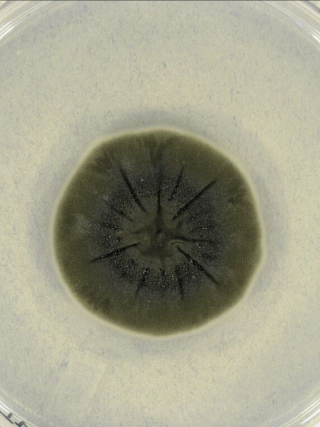 ‘A mutant in Chernobyl’: Bizarre black fungus eats radiation and science can’t explain why