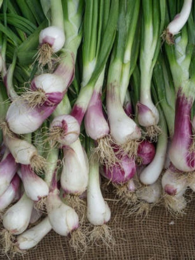 Boost Your Wellbeing: 7 Amazing Health Perks of Spring Onions (NZ Edition)