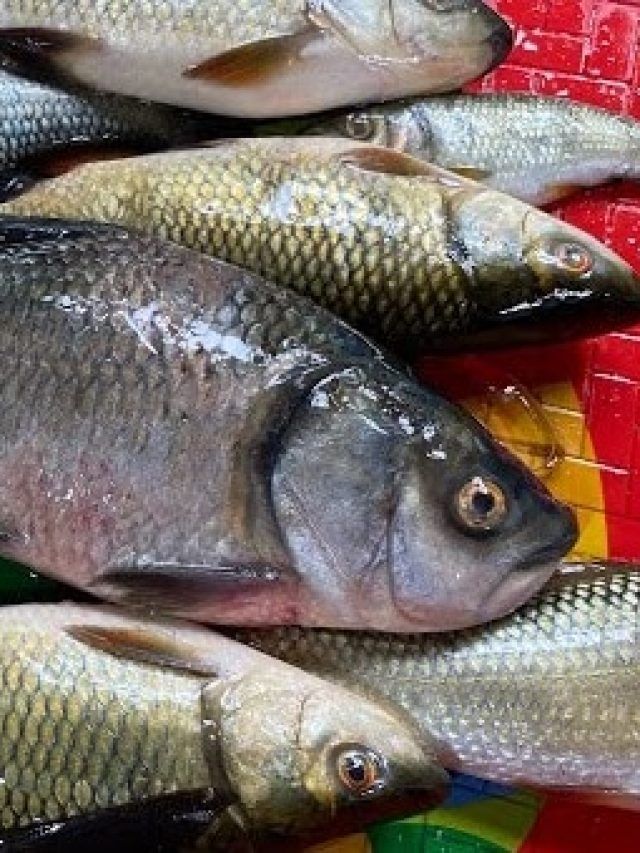 কোন মাছকে বলা হয় 'জলের পোকা'? অনেক জ্ঞানী-গুণীরাও জানেন না