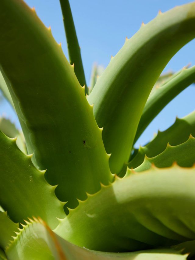 How to apply aloe vera gel on your face in summer