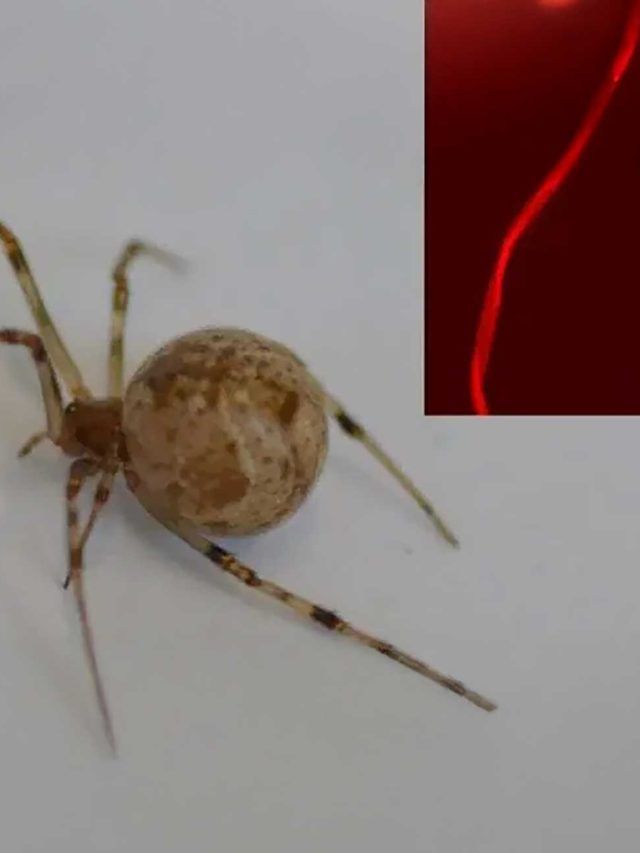 Real-life Spider-Man? Scientists hack spider DNA to spin silk in a world first