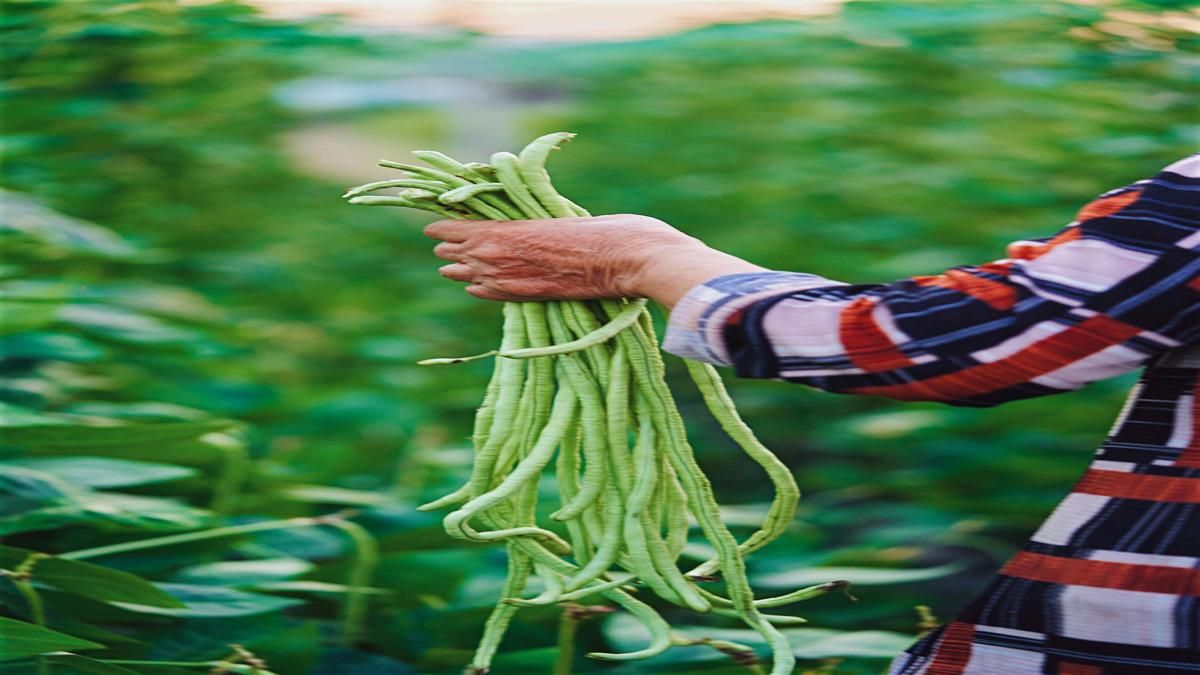 Lean, Green & Powerful: 5 Reasons to Eat French Beans Daily