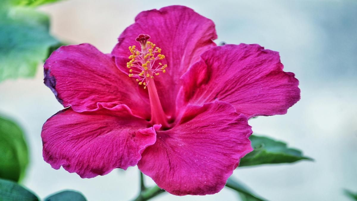 Your Balcony Can Bloom—Here’s How to Grow Hibiscus at Home