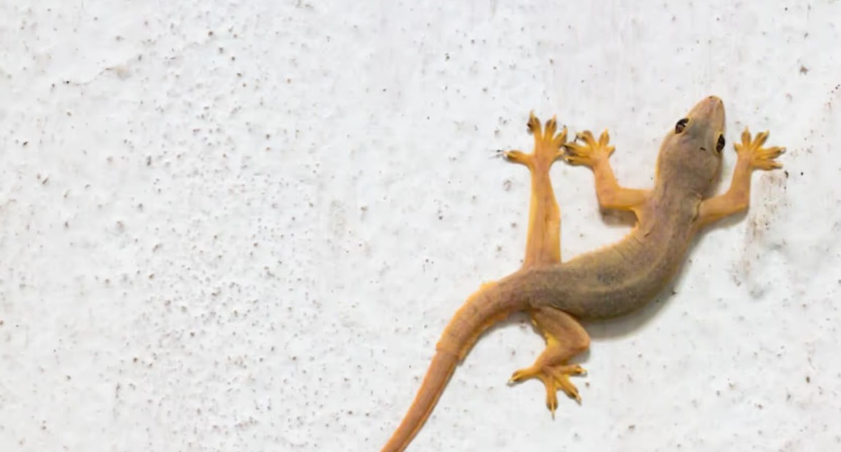 Qamoqxona buzilishi porno Jim jinsiy aloqa