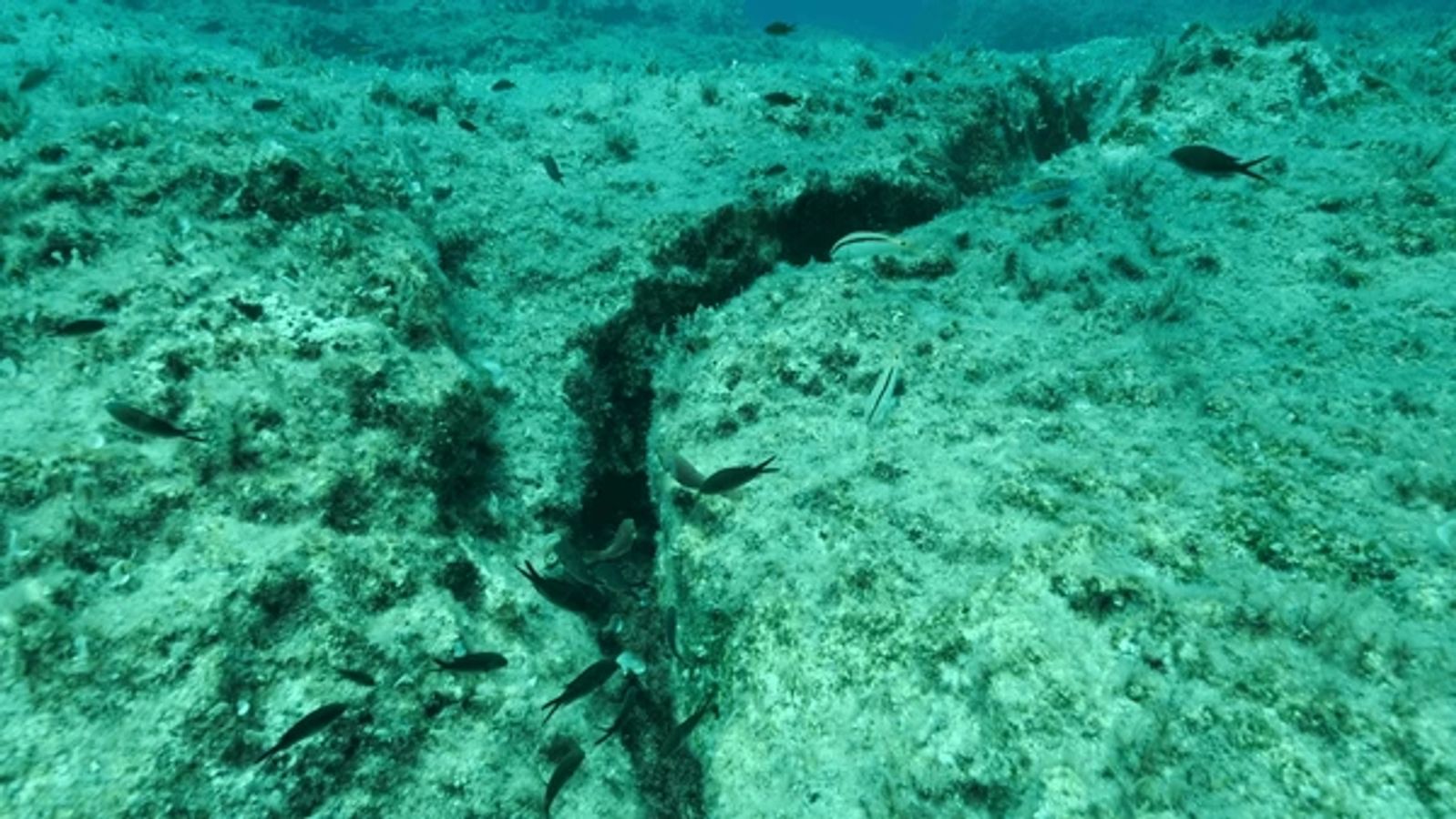 The ocean is cracking': Earth's strongest plate is tearing apart beneath the Pacific