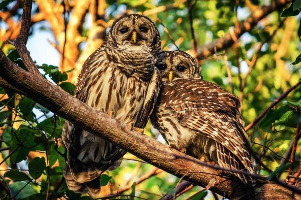 owl 2ITG 1747219482155