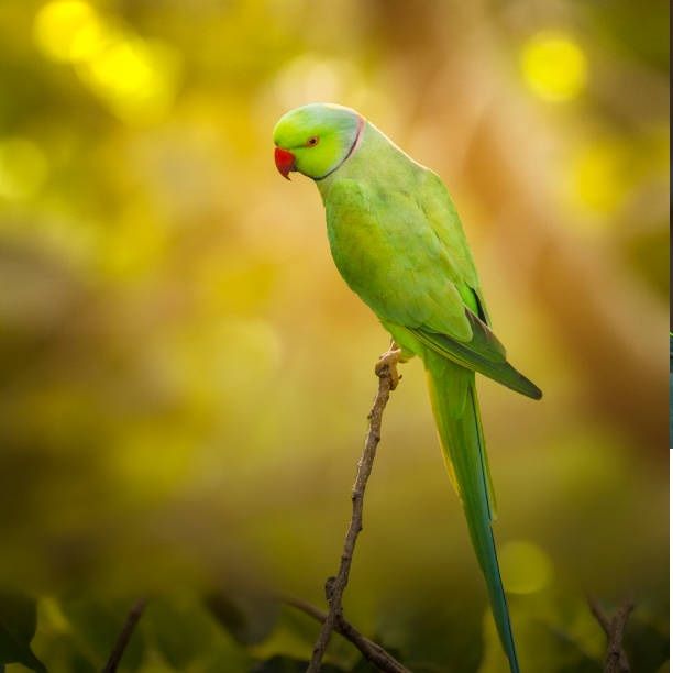 parrot 2ITG 1747219454567