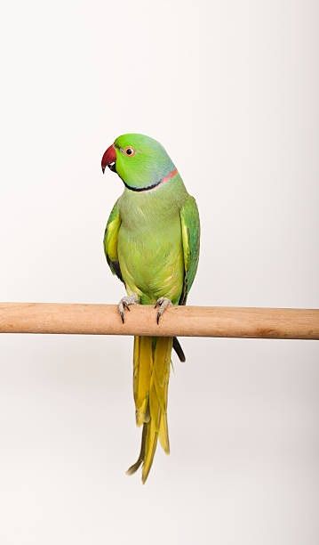 parrot 3ITG 1747219461228