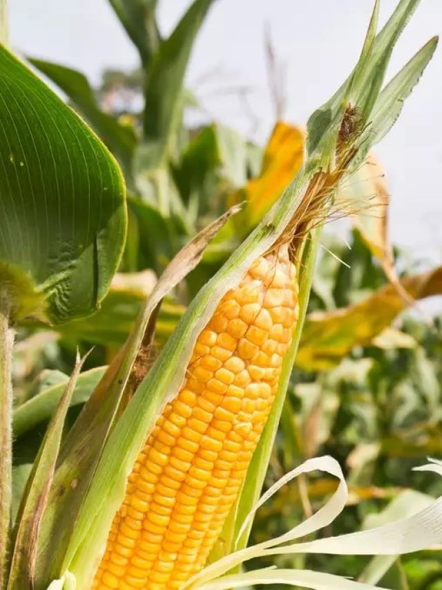 घर की छत या बालकनी में आसानी से उगेगा बेबी कॉर्न, फॉलो करें ये टिप्स