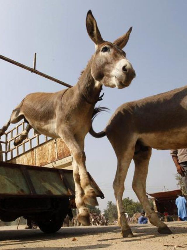 China's new obsession: Why Pakistan’s donkeys are vanishing by the thousands