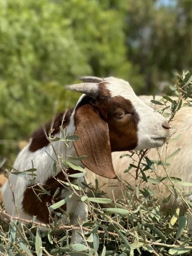 बकरियों को बीमारी से रखना है दूर, चारा देते समय इन बातों का रखें ख्याल