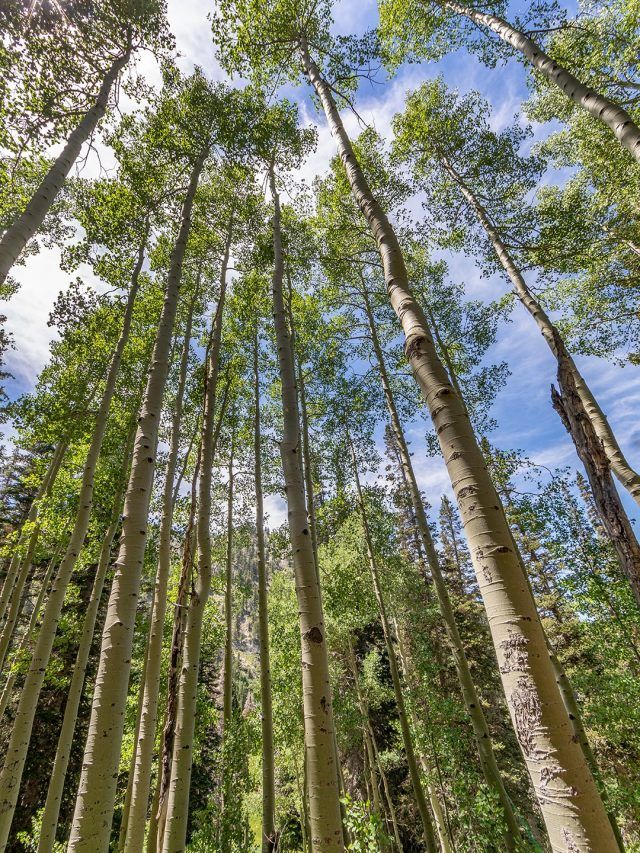 A Forest That’s One Tree: How climate change threatens Earth’s heaviest organism