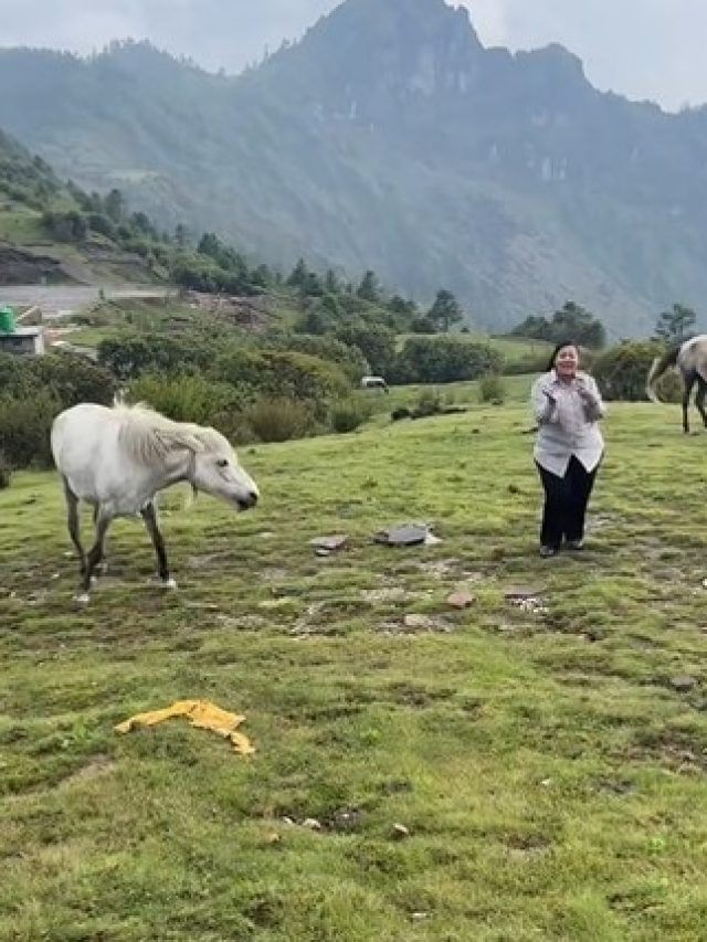 नेपाल की वादियों में रील बना रही थी लड़की, घोड़ी ने मारी लात तो...