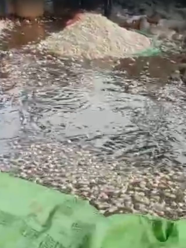 बारिश के पानी में बह गया कई क्विंटल लहसुन, किसान परेशान, देखें Video