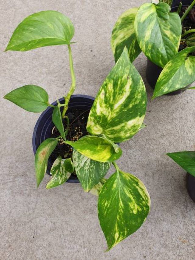 अमीर लोग घर की इस दिशा में रखते हैं मनीप्लांट, कभी खाली नहीं रहता बैंक-बैलेंस