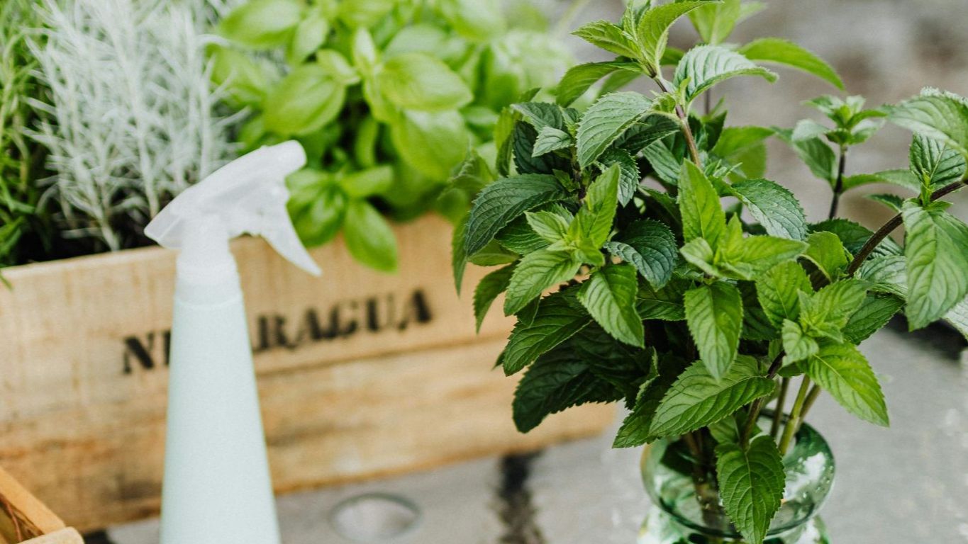 5 herbs to grow in your kitchen garden