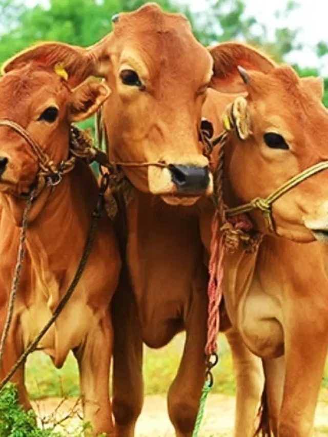 बरसात में बीमार पशु का ऐसे रखें ख्याल, जानें जरूरी टिप्स