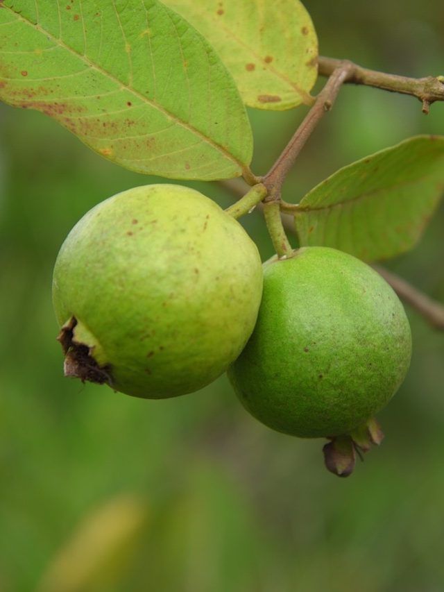 घर पर उगाना है अमरूद का पेड़? बस फॉलो कर लें ये आसान टिप्स