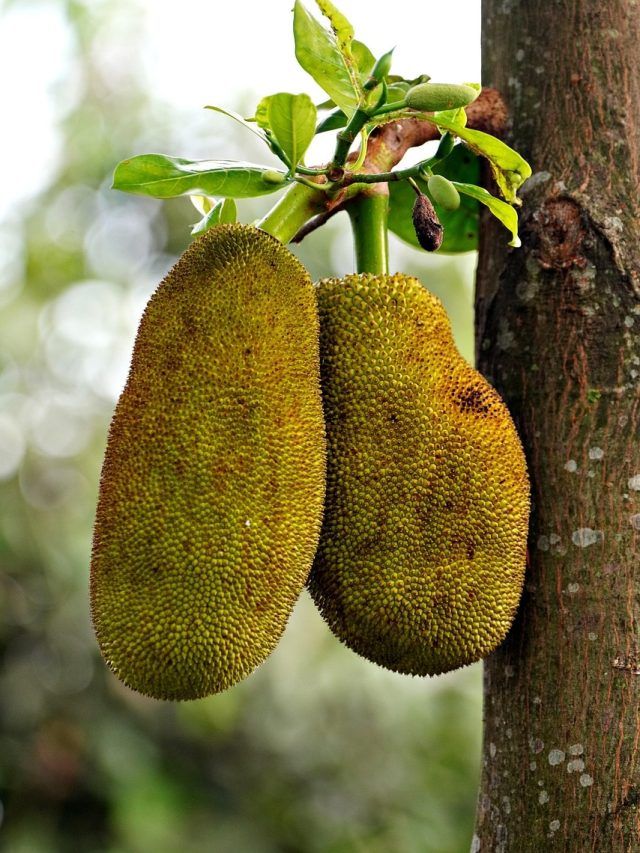 महिलाओं को अपनी डाइट में जरूर शामिल करना चाहिए कटहल, जानें इसके फायदे