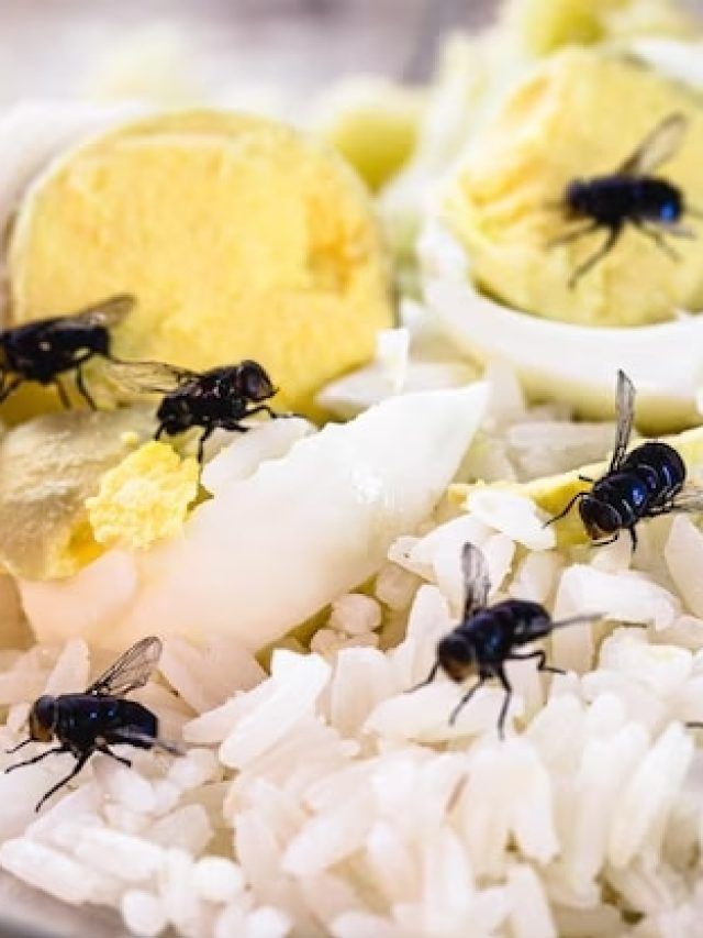 খাবারের উপর মাছি ভন ভন করলে তাড়াবেন কীভাবে?
