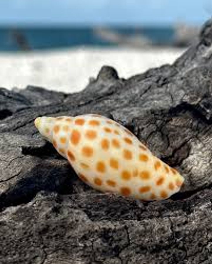 Unique and Distinctive Seashells