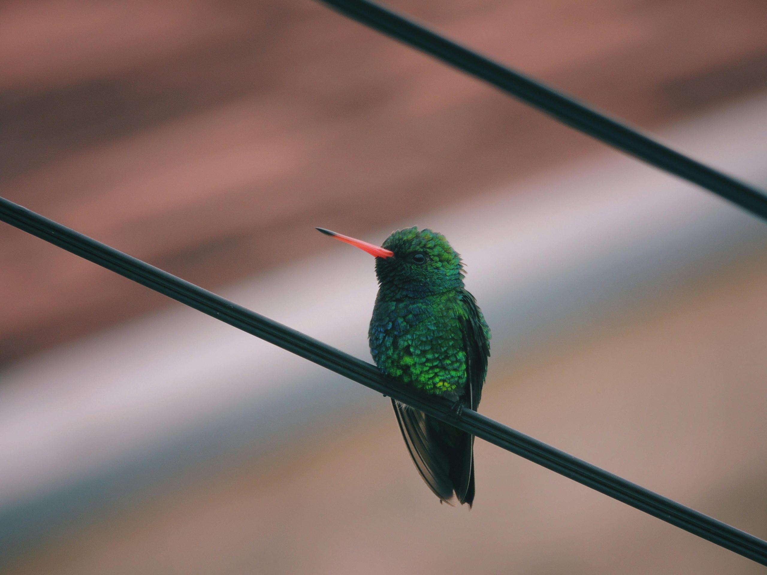 Why birds don't get electrocuted while sitting on electric wires