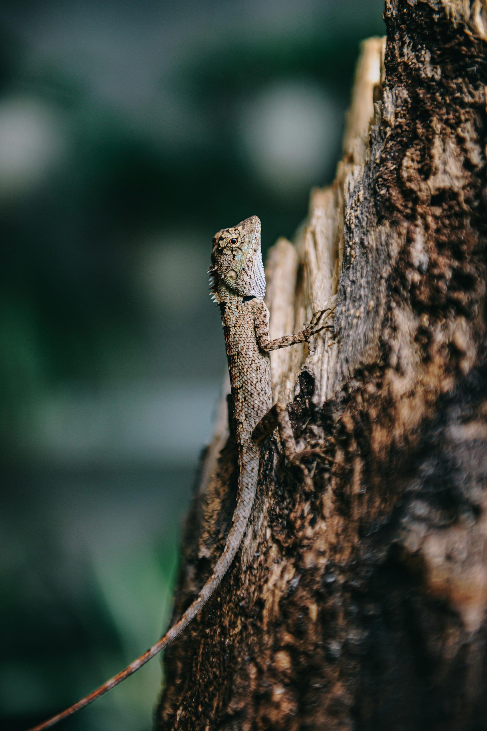 5 Effective tips to get rid of lizards at home