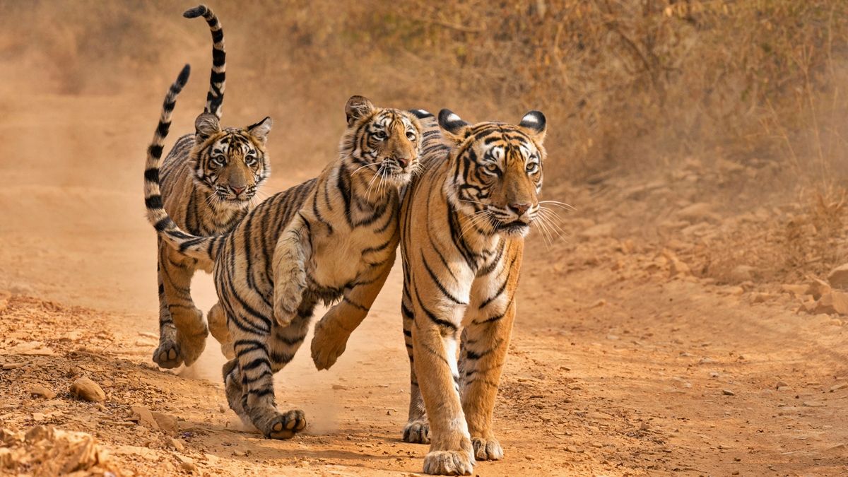 International Tiger Day: 8 Tiger reserves that should be on your travel list