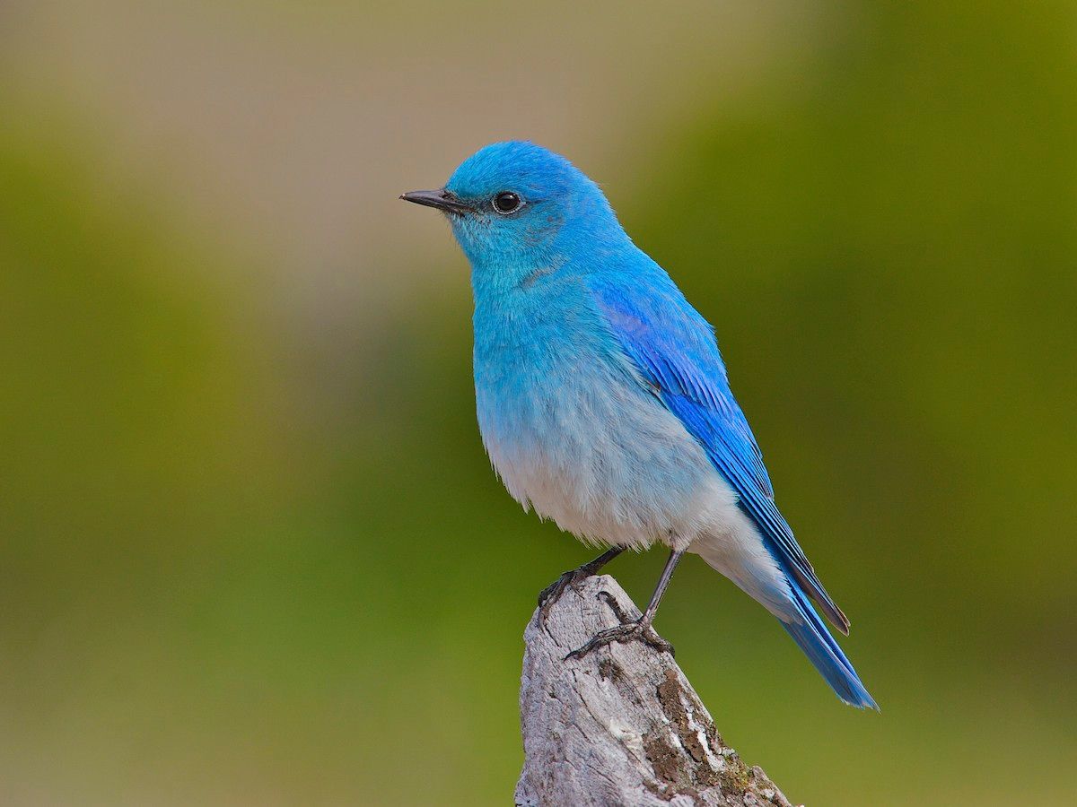 Stunning Blue Birds from Around the World
