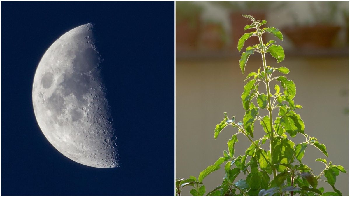 7 सितंबर को भारत में लगेगा चंद्र ग्रहण, सुबह ही कर लें तुलसी से जुड़ा ये एक काम
