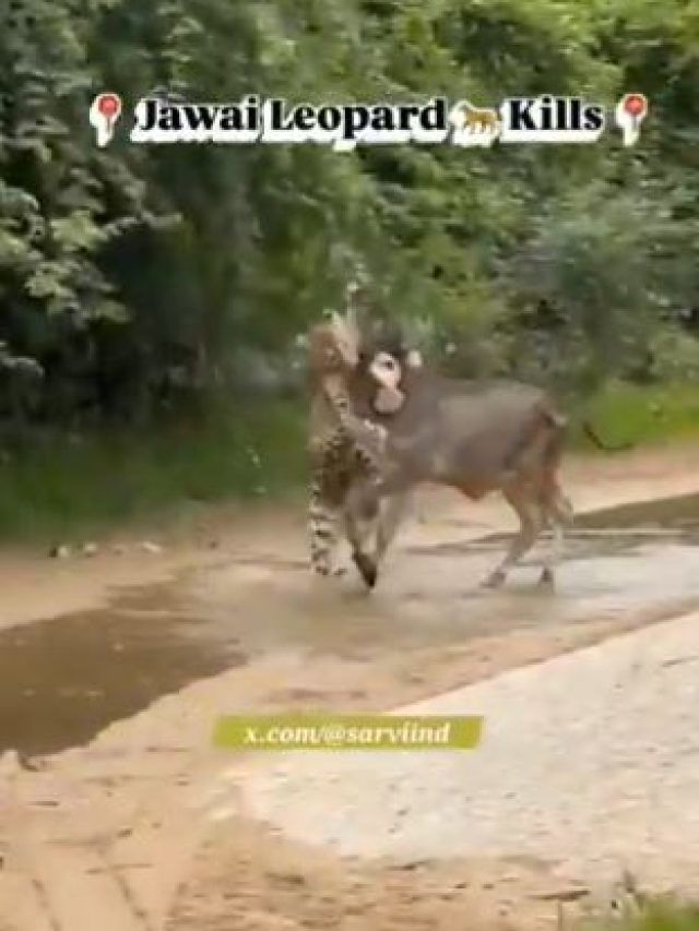 तेंदुए से भिड़ गई गाय! जंगल में ममता की ताकत का वीडियो हुआ वायरल